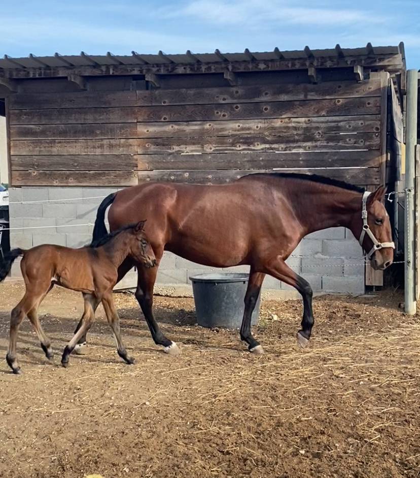 Cavalla PRE Andaluso In vendita 2019 Baio ,  AIMAR III