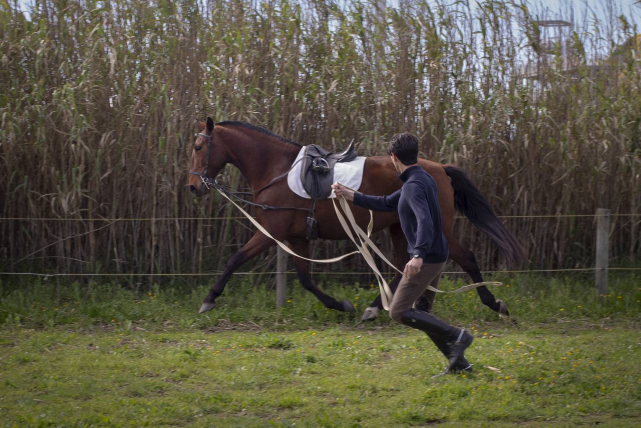 Cavalla PRE Andaluso In vendita 2019 Baio ,  AIMAR III