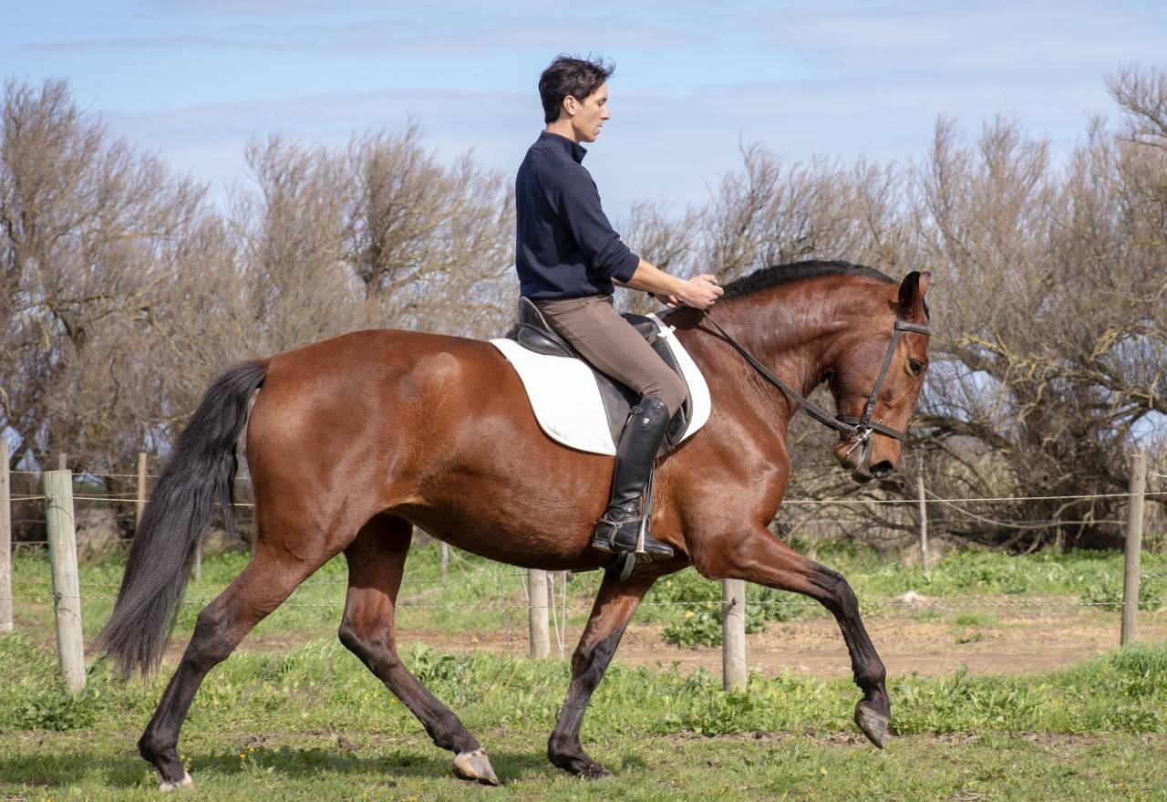 Cavalla PRE Andaluso In vendita 2019 Baio ,  AIMAR III