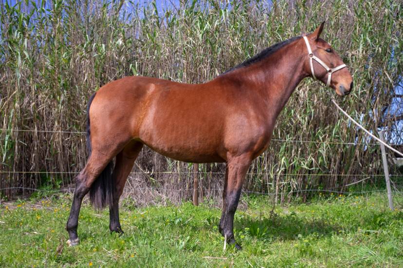 Cavalla PRE Andaluso In vendita 2019 Baio ,  AIMAR III