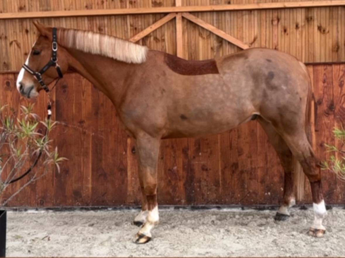 Castrone Zangersheide In vendita 2021 Sauro ,  Elvis Ter Putte