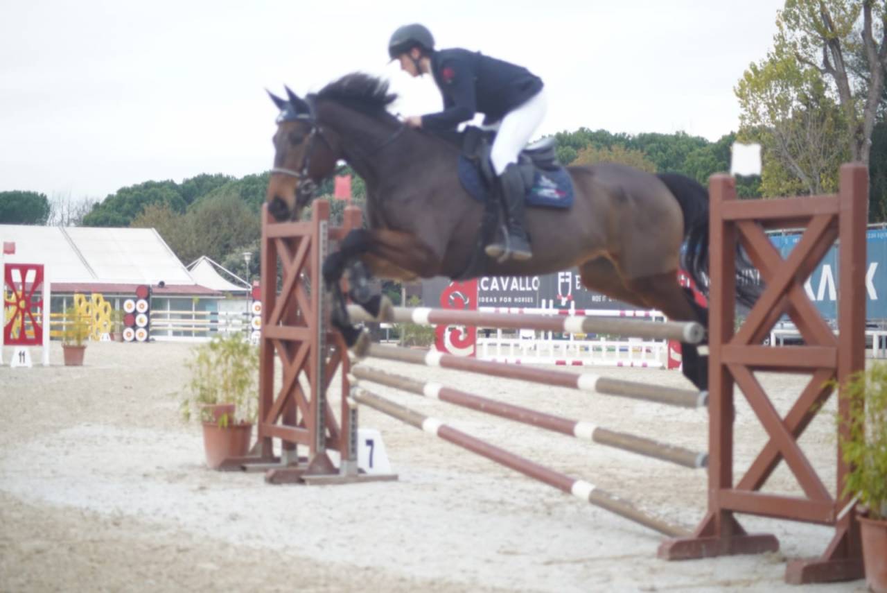 Vendo Cavallo Sella Italiano Castrone 7 anni