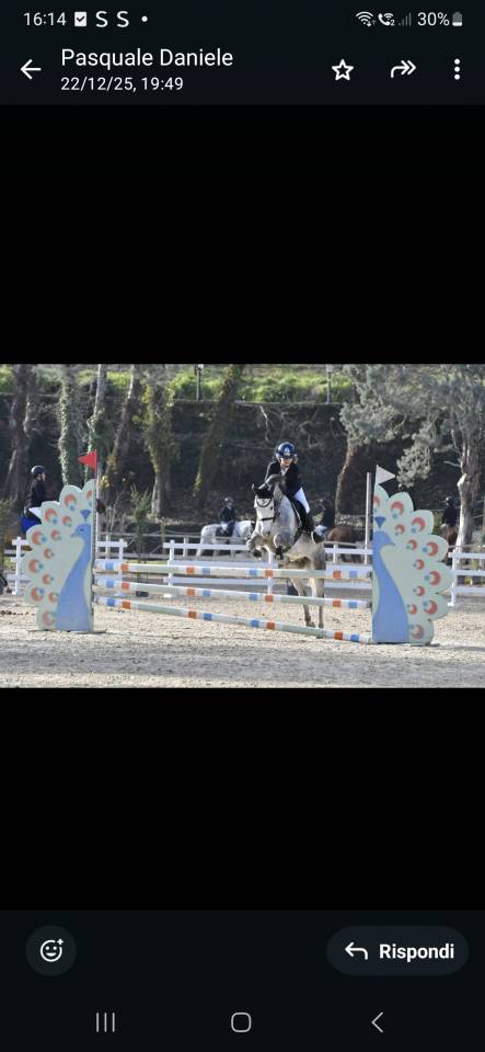 Vendo pony 7yrs hirp