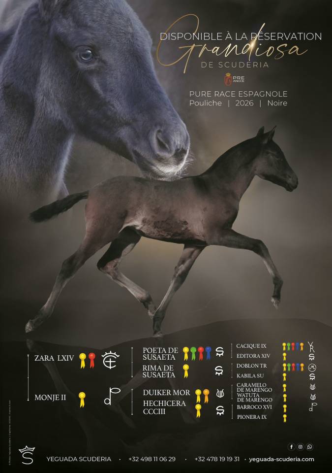 Puledra PRE Andaluso In vendita 2026 Nero