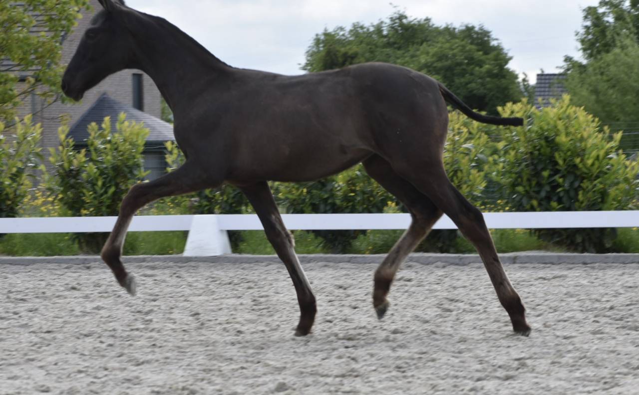 Puledra PRE Andaluso In vendita 2026 Nero