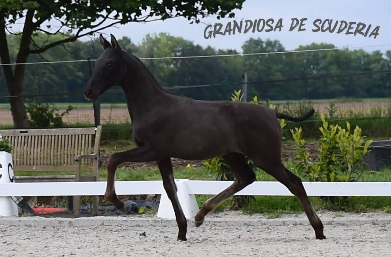 Puledra PRE Andaluso In vendita 2026 Nero