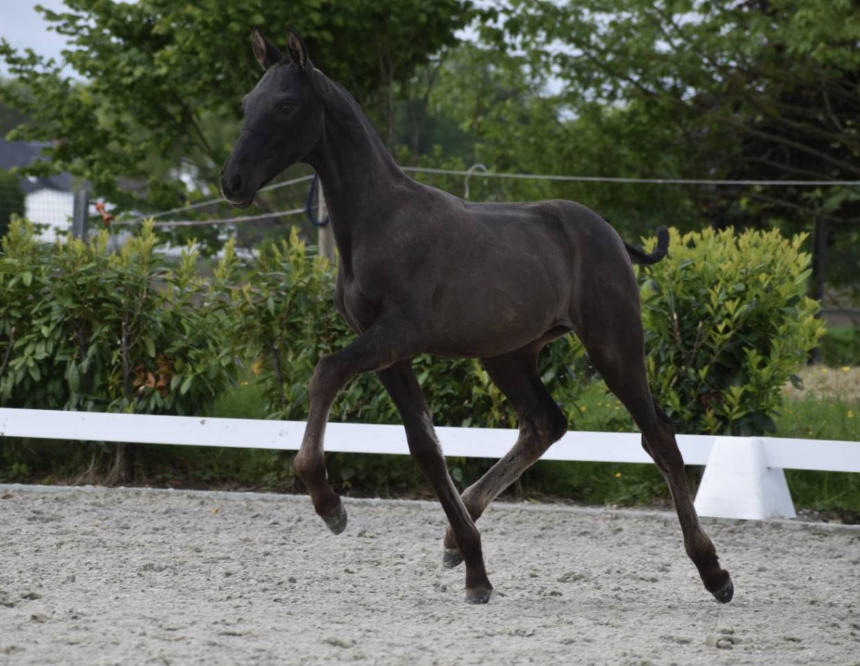 Puledra PRE Andaluso In vendita 2026 Nero