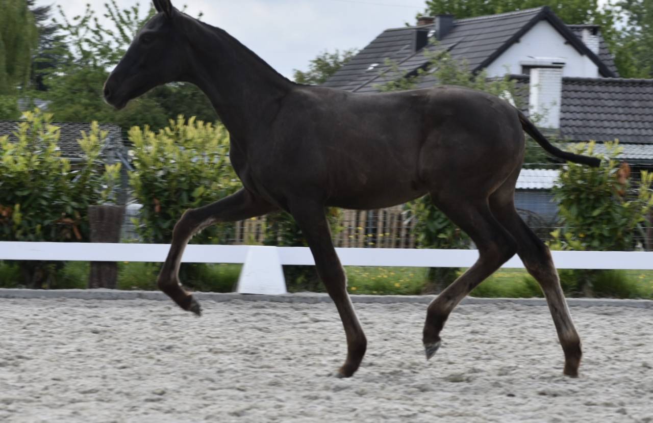 Puledra PRE Andaluso In vendita 2026 Nero