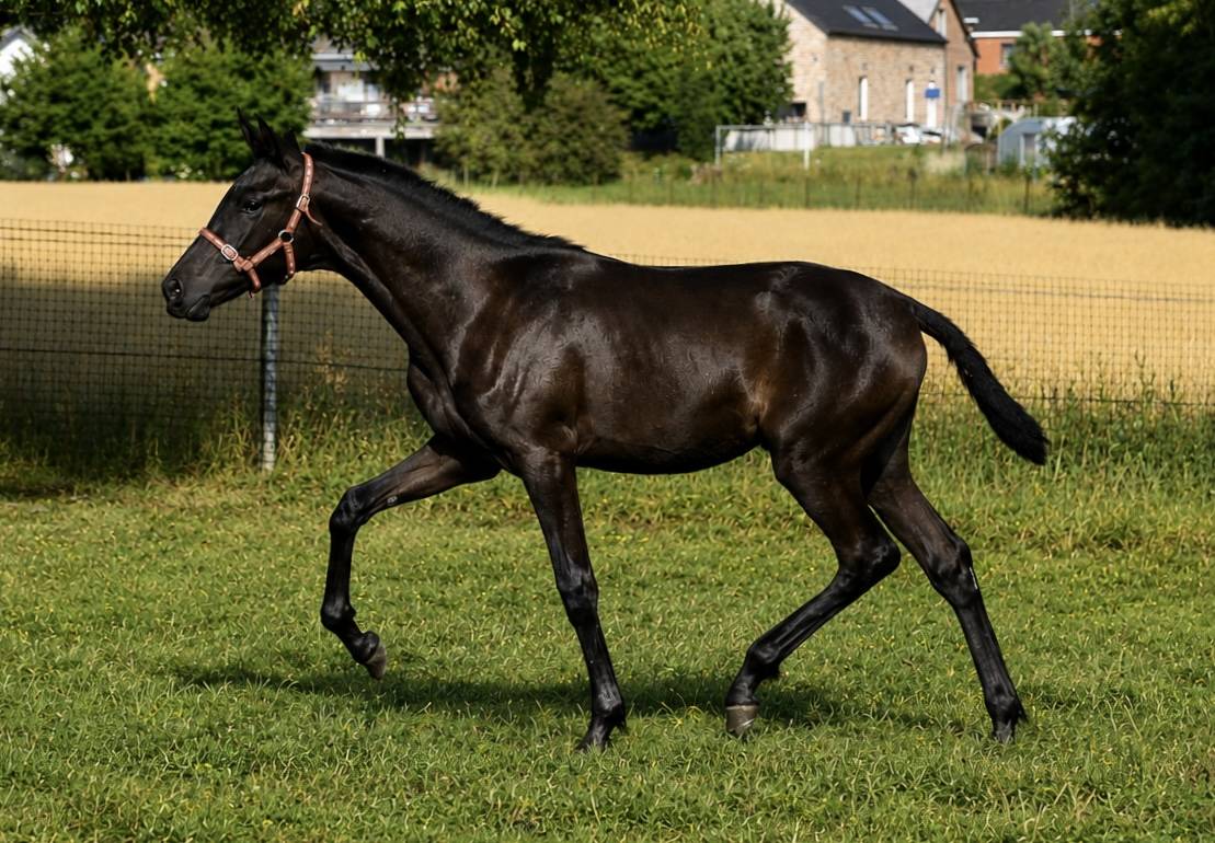 Puledra PRE Andaluso In vendita 2026 Nero