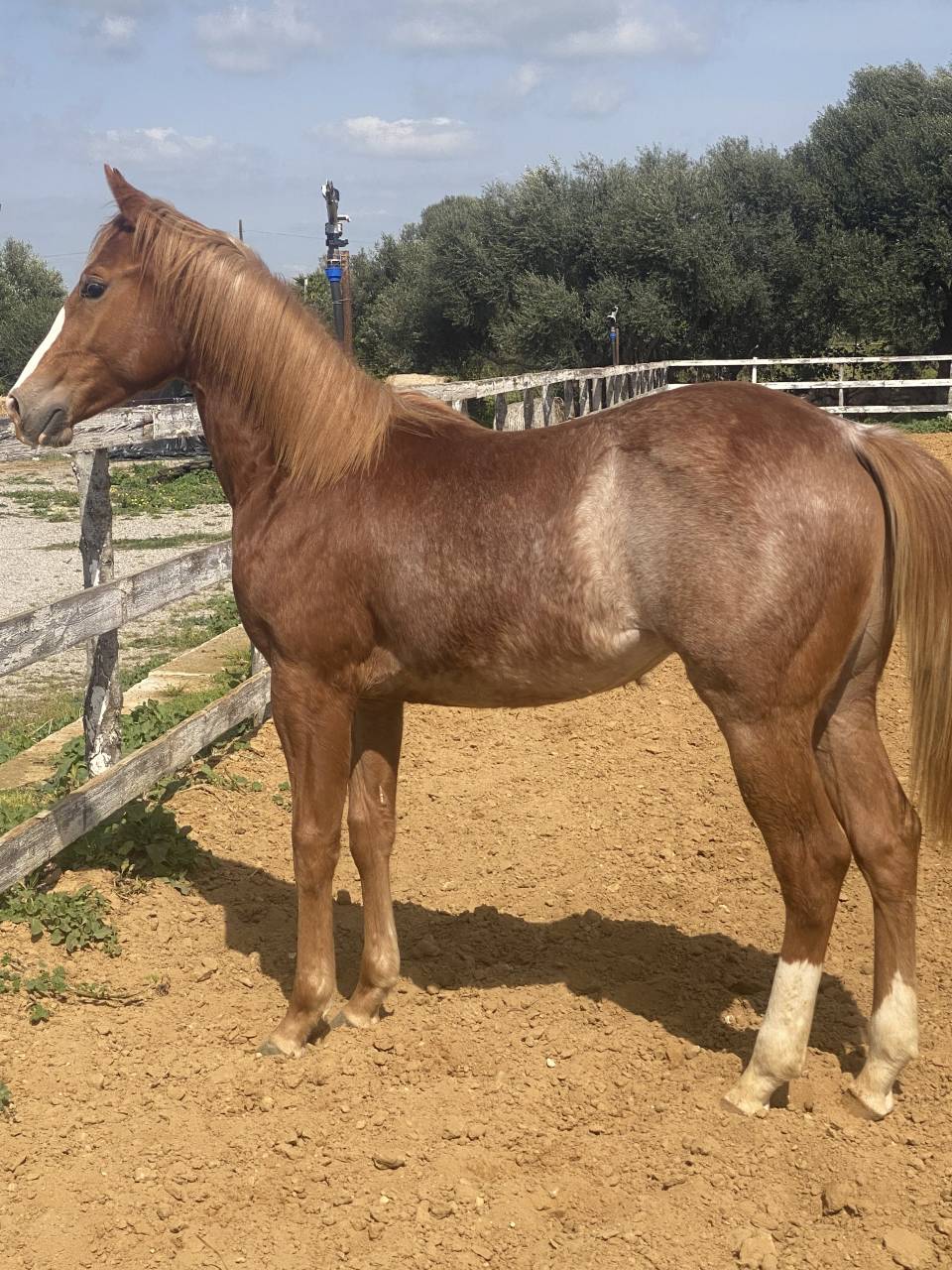 Puledro quarter horse 