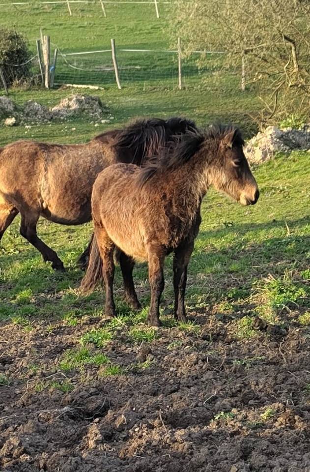 Puledro New Forest In vendita 2025 Baio ,  UTRILLO D'ARQUETAN