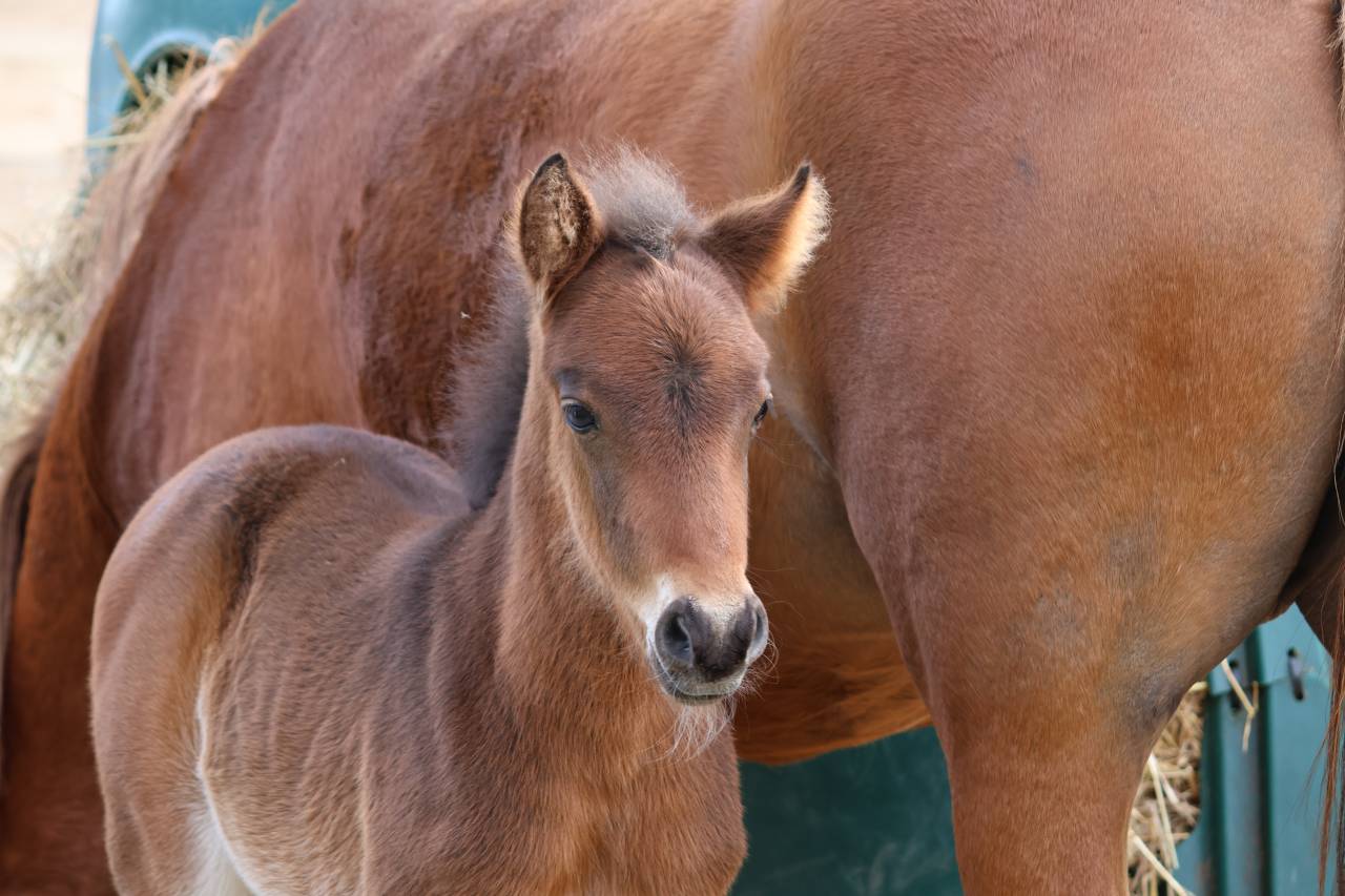 Puledro PFS Pony Francese da Sella In vendita 2026 Baio scuro ,  RM MOST BEAUTIFUL BOY (DEU)