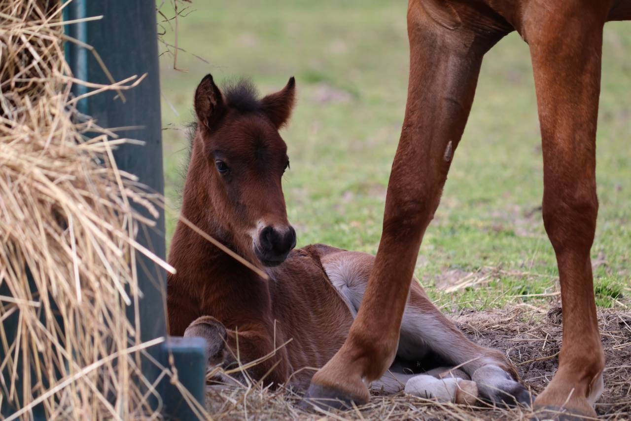 Puledro PFS Pony Francese da Sella In vendita 2026 Baio scuro ,  RM MOST BEAUTIFUL BOY (DEU)