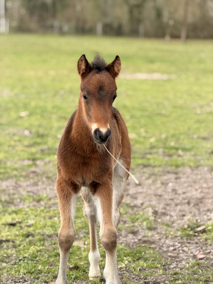 Puledro PFS Pony Francese da Sella In vendita 2026 Baio scuro ,  RM MOST BEAUTIFUL BOY (DEU)