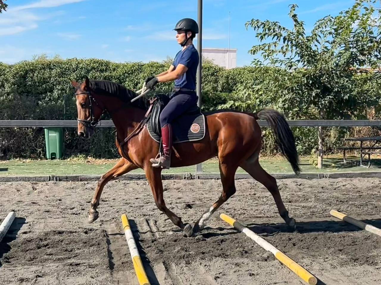 Castrone Anglo-Arabo In vendita 2020 Altro colore