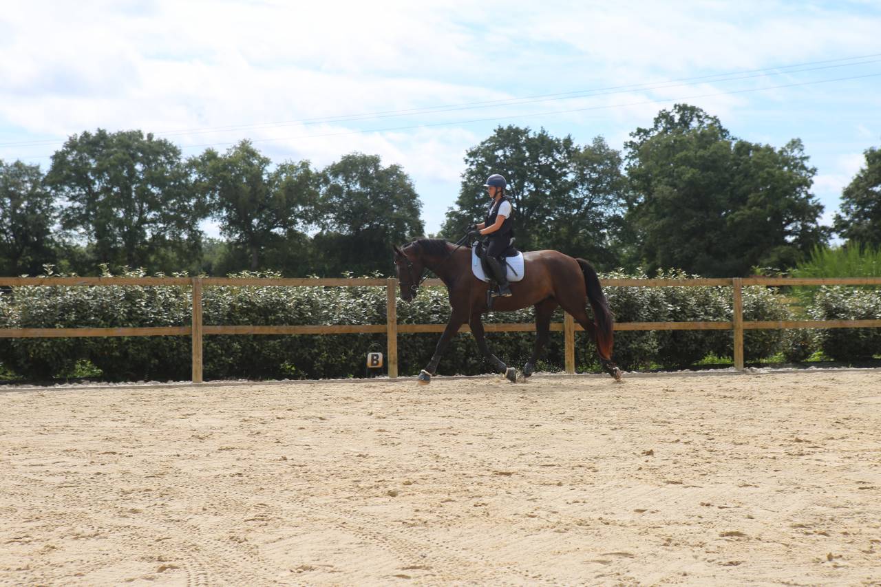 Cavalla Zangersheide In vendita 2018 Nero