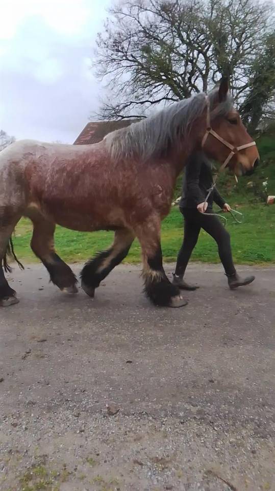 Cavalla Ardennais In vendita 2020 Roano ,  vidal du dol