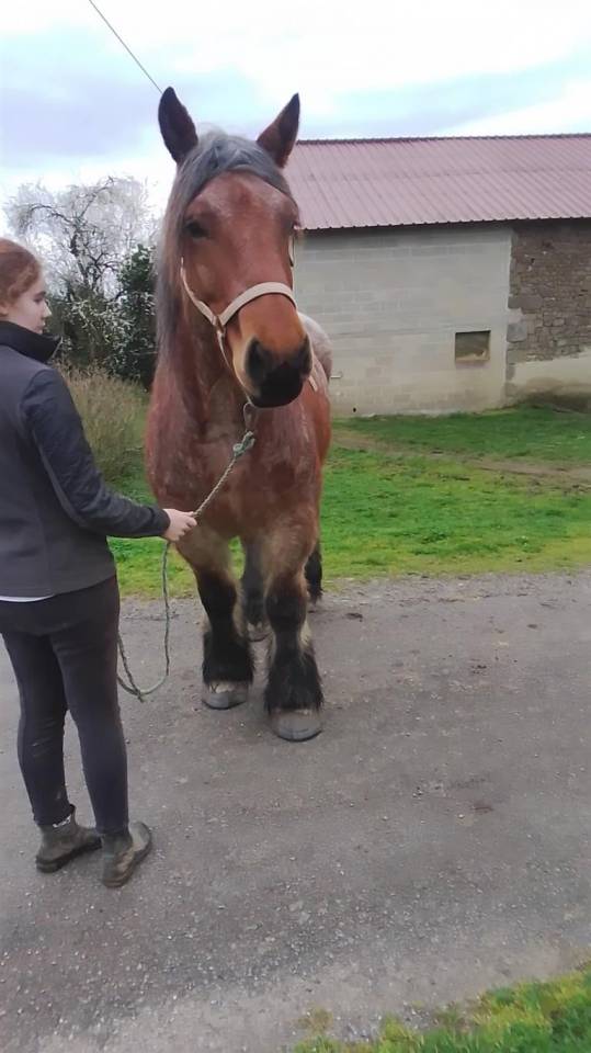 Cavalla Ardennais In vendita 2020 Roano ,  vidal du dol