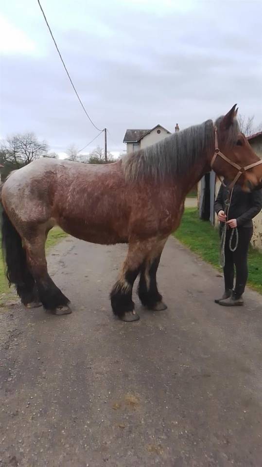 Cavalla Ardennais In vendita 2020 Roano ,  vidal du dol