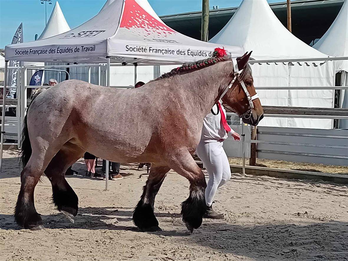 Cavalla Ardennais In vendita 2020 Roano ,  vidal du dol