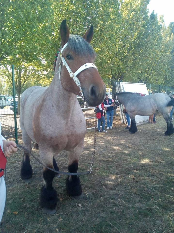 Cavalla Ardennais In vendita 2020 Roano ,  vidal du dol