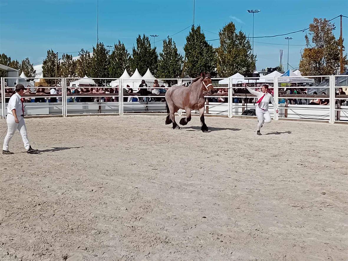 Cavalla Ardennais In vendita 2020 Roano ,  vidal du dol