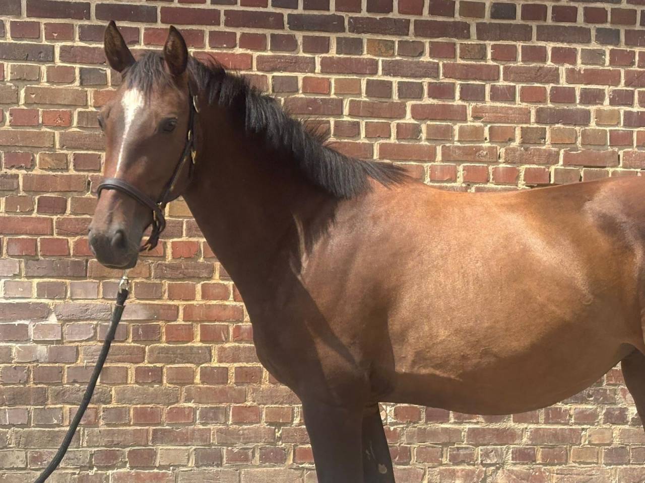 Cavalla Sella Francese In vendita 2022 Baio ,  Atome des Etisses