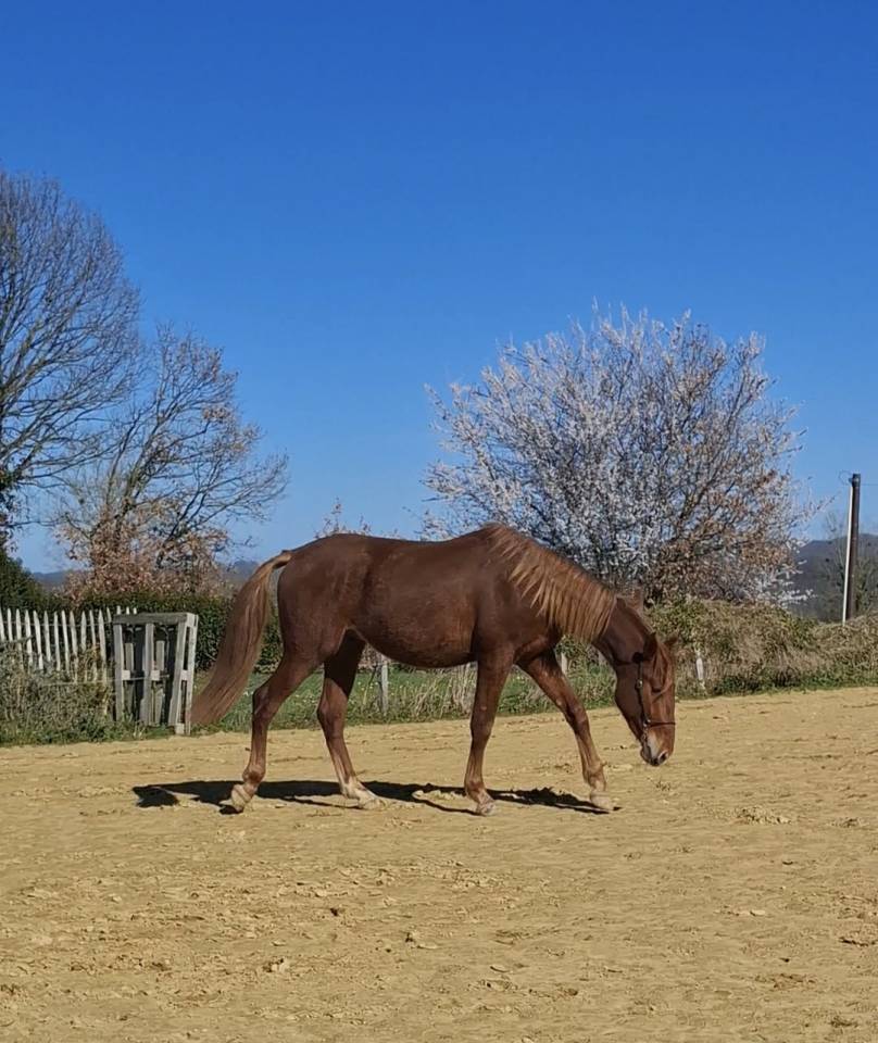 Puledro PRE Andaluso In vendita 2024 Sauro ,  HABANERO CLXVIII