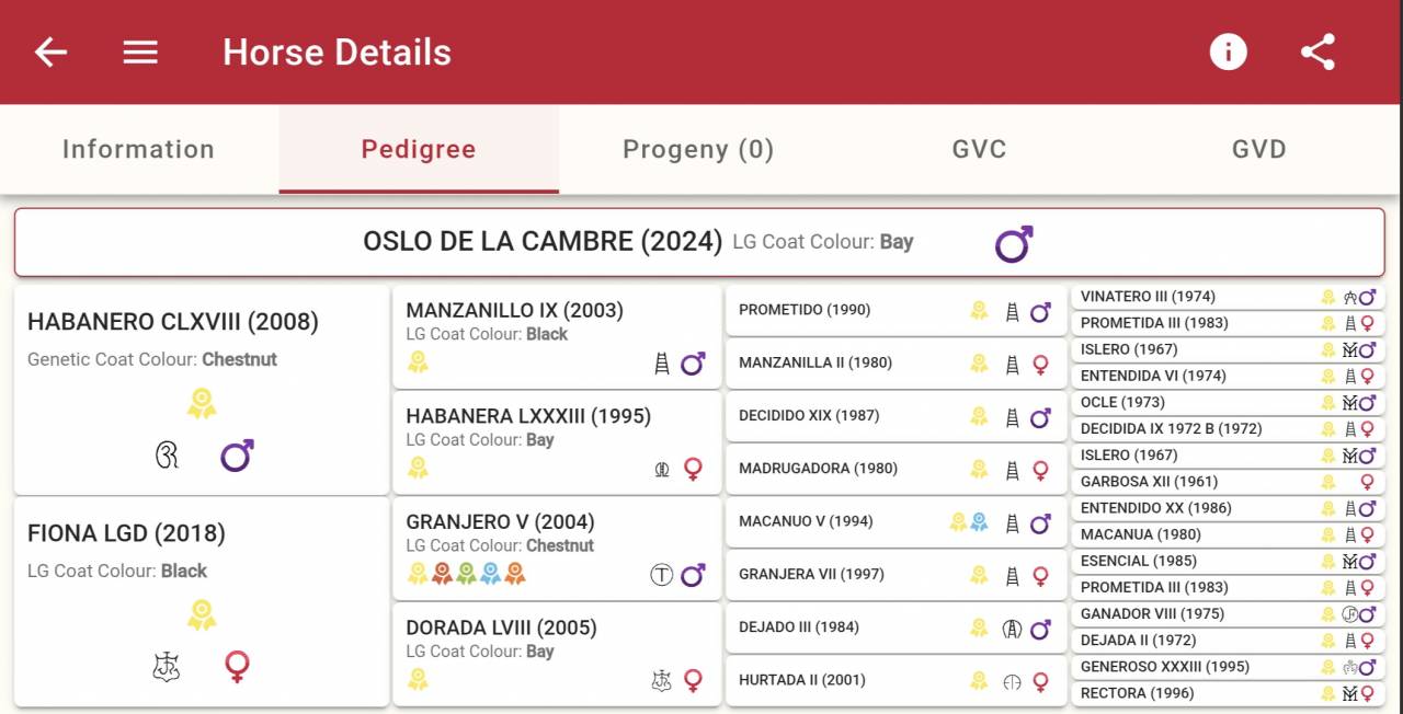Puledro PRE Andaluso In vendita 2024 Sauro ,  HABANERO CLXVIII