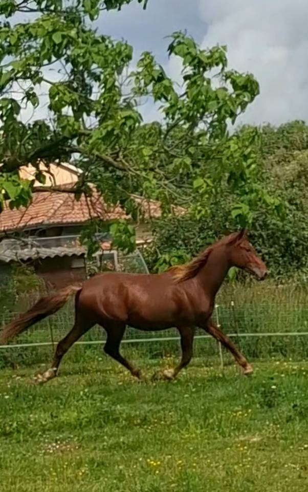 Puledro PRE Andaluso In vendita 2024 Sauro ,  HABANERO CLXVIII