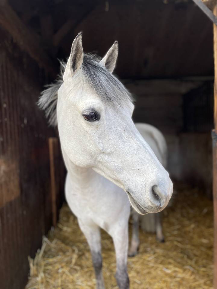 Cavalla Pony da Sella Belgio In vendita 2014 Grigio ,  MACHNO CARWYN