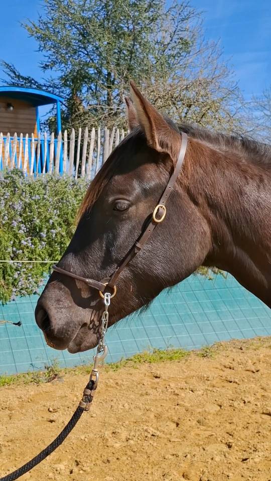 Puledra PRE Andaluso In vendita 2024 Nero ,  Kuieto de la Cambre