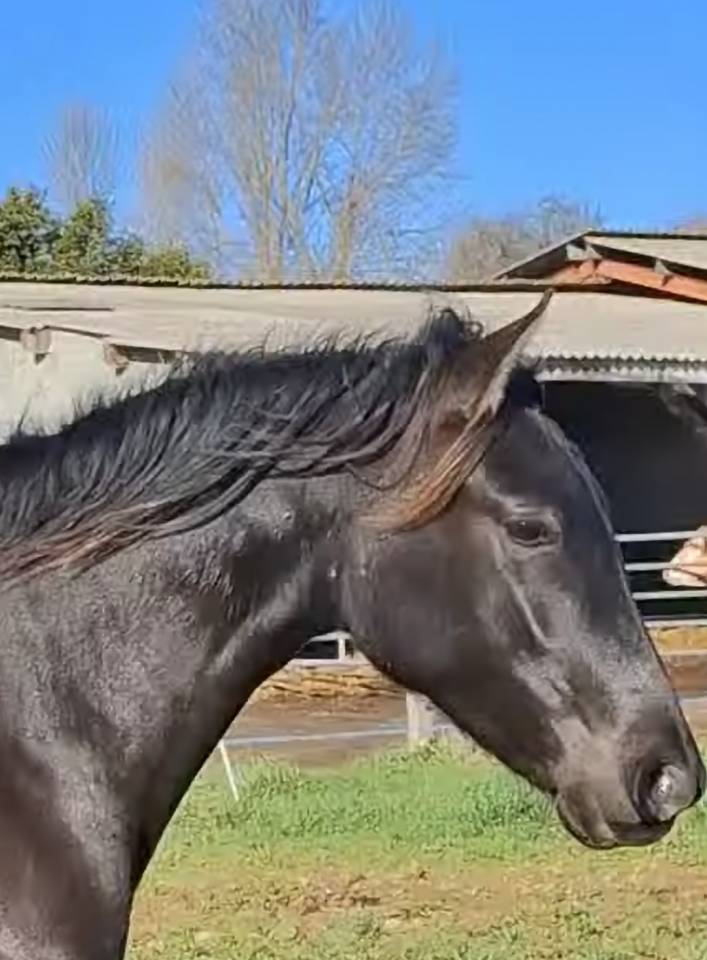 Puledra PRE Andaluso In vendita 2024 Nero ,  Kuieto de la Cambre