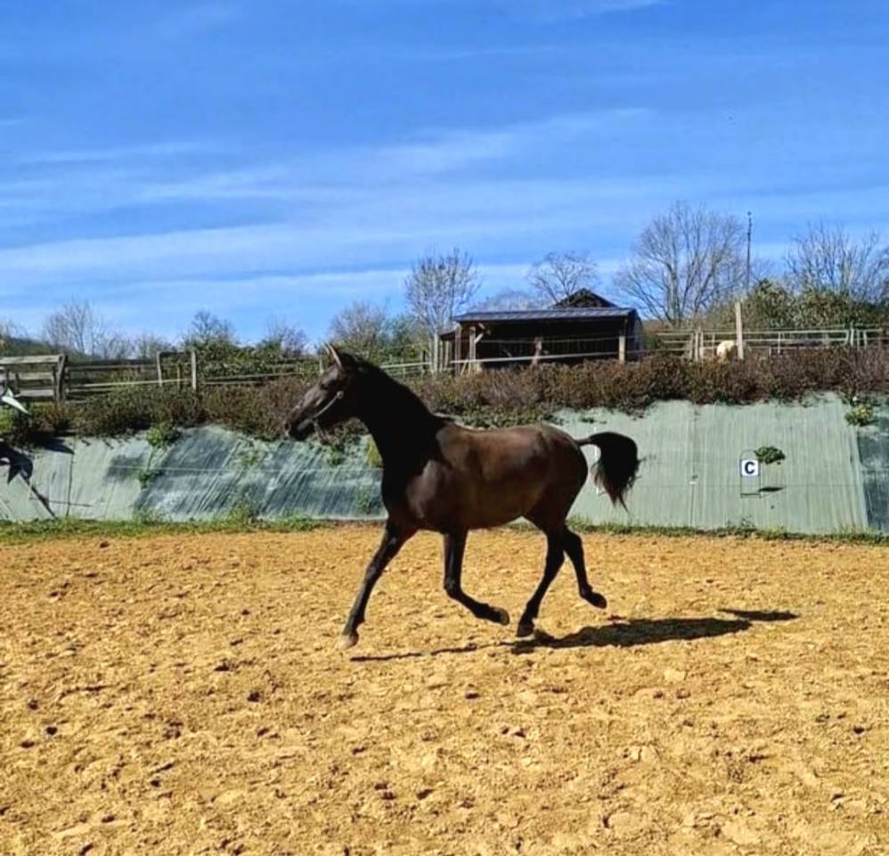 Puledra PRE Andaluso In vendita 2024 Nero ,  Kuieto de la Cambre