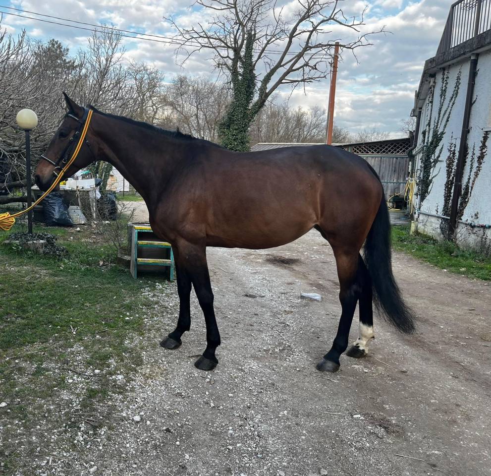 Daylight figlia diretta Diamant de Semilly!