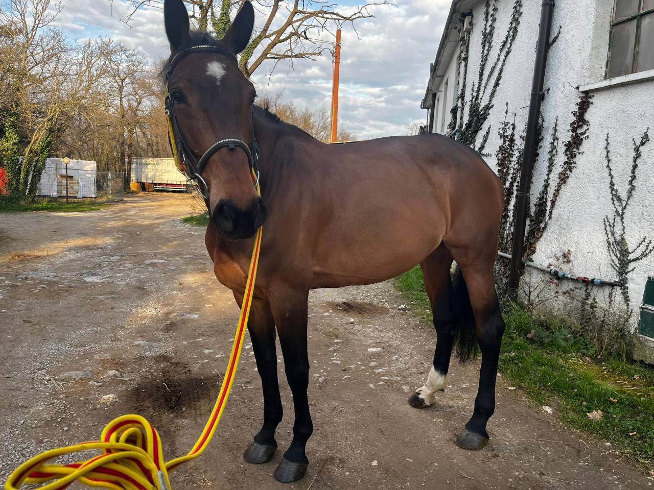 Daylight figlia diretta Diamant de Semilly!