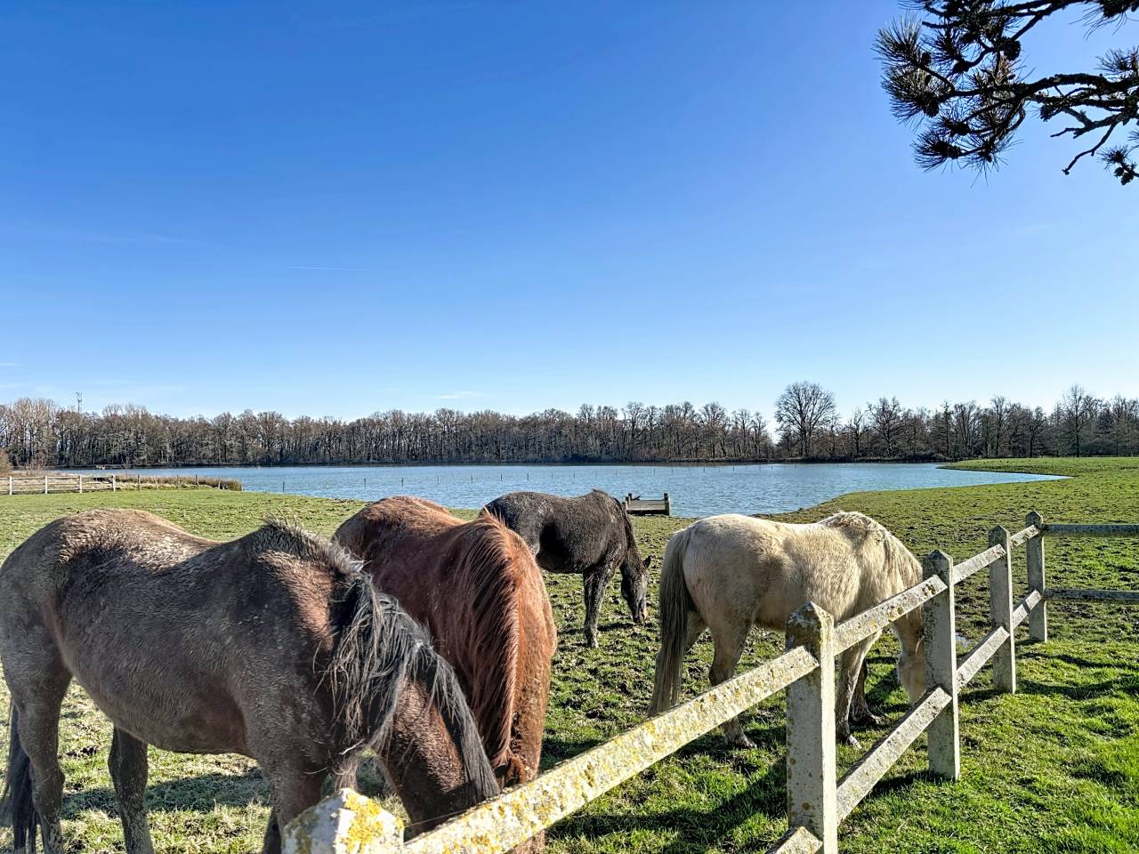 Bella dimora equestre In vendita Ain