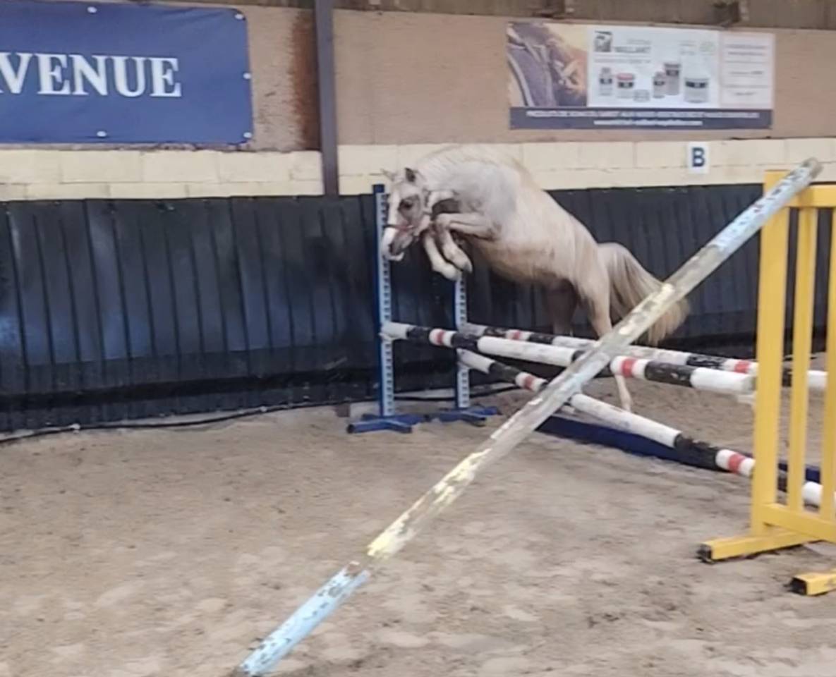 Noreo du listrane  - Mezzo Sangue Arabo 2023 ,  Avalon joon