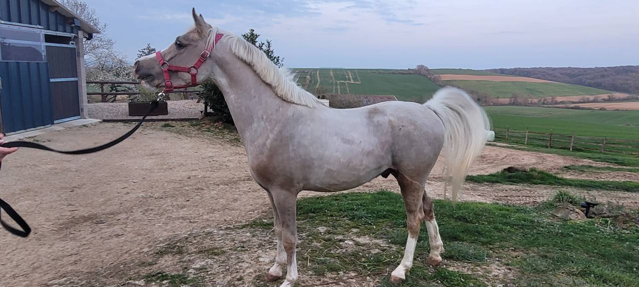 Noreo du listrane  - Mezzo Sangue Arabo 2023 ,  Avalon joon