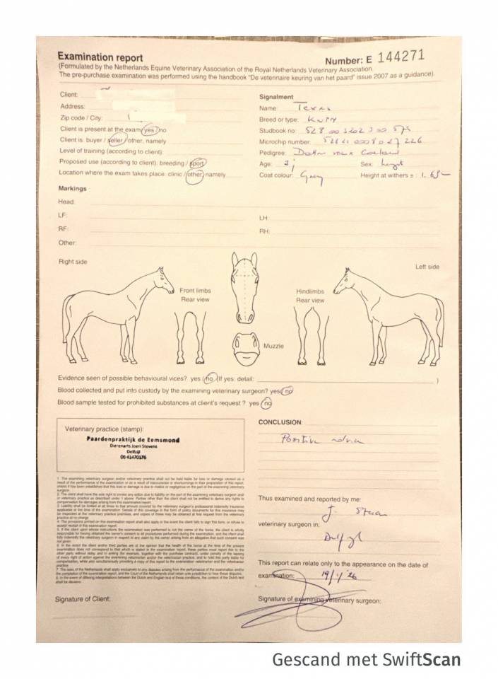 Intero KWPN Cavallo da Sport Neerlandese In vendita 2023 Grigio ,  Dallas vdl