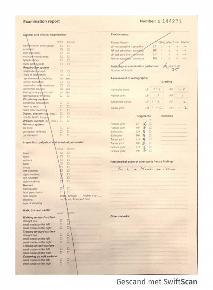 Intero KWPN Cavallo da Sport Neerlandese In vendita 2023 Grigio ,  Dallas vdl