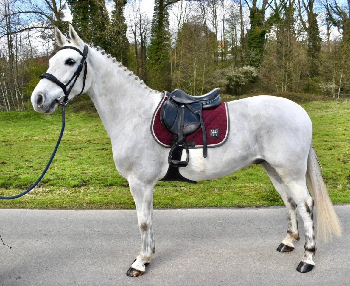 Castrone Altre Razze di Pony In vendita 2019 Bianco