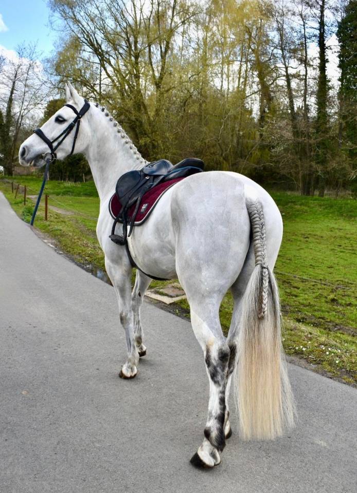 Castrone Altre Razze di Pony In vendita 2019 Bianco
