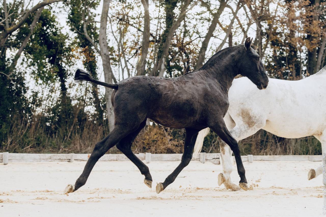Puledra Lusitano In vendita 2025 Grigio ,  Pel&eacute; MBR