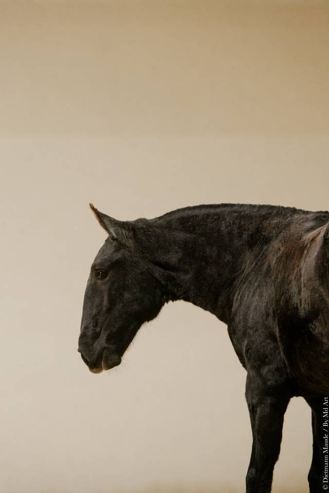 Puledra Lusitano In vendita 2025 Grigio ,  Pel&eacute; MBR