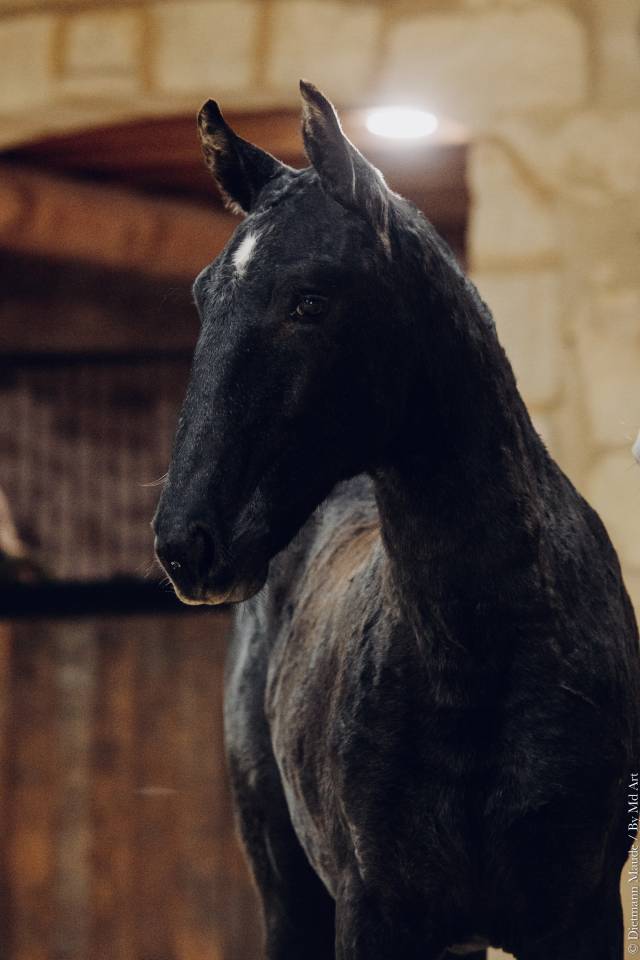 Puledra Lusitano In vendita 2025 Grigio ,  Pel&eacute; MBR