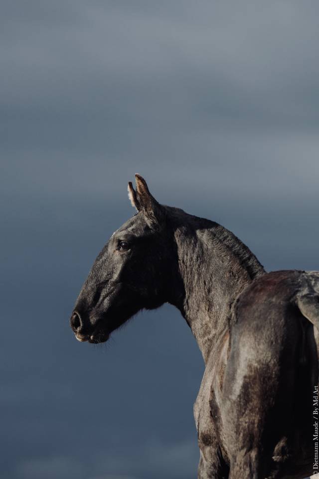 Puledra Lusitano In vendita 2025 Grigio ,  Pel&eacute; MBR