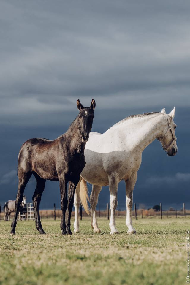 Puledra Lusitano In vendita 2025 Grigio ,  Pel&eacute; MBR