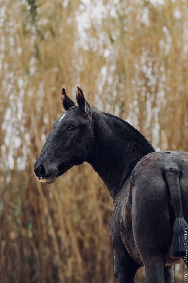 Puledra Lusitano In vendita 2025 Grigio ,  Pel&eacute; MBR