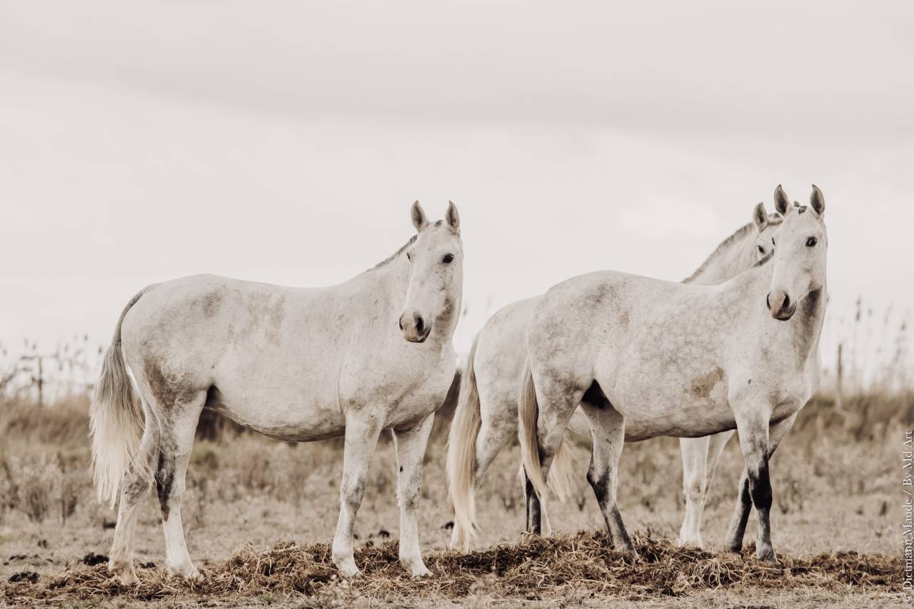 Puledra Lusitano In vendita 2025 Grigio ,  Pel&eacute; MBR